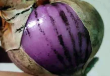 পেঁয়াজে কালো ছোপ কীসের ইঙ্গিত বহন করে? জানলে চমকে যাবেন